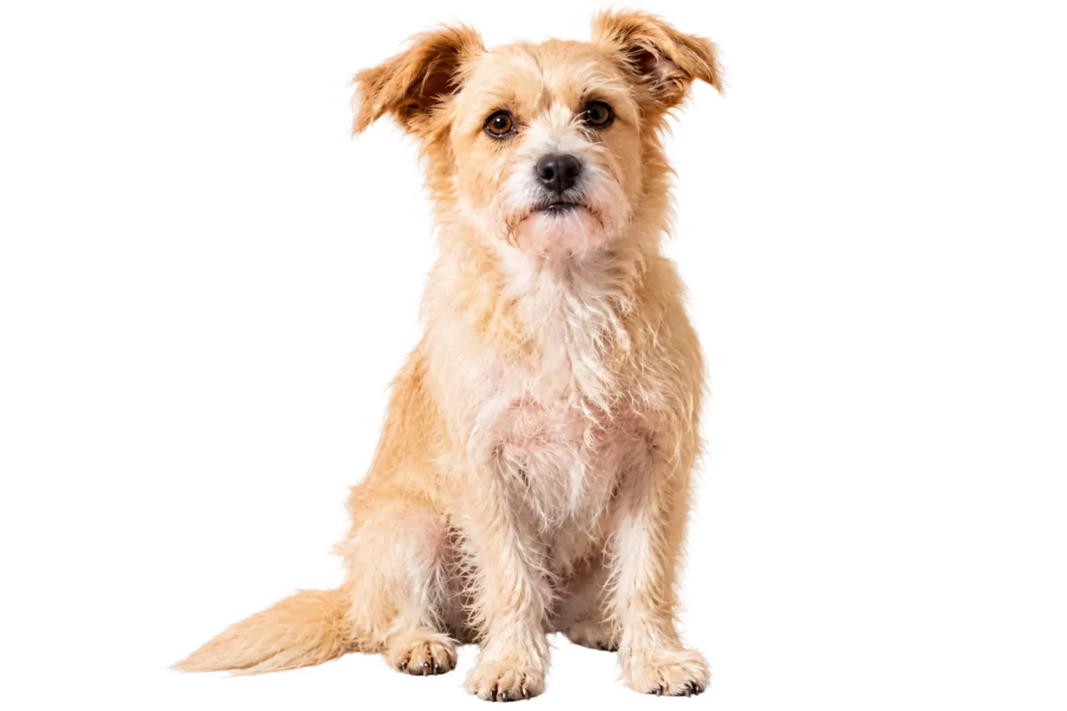 Dog isolated on a transparent background